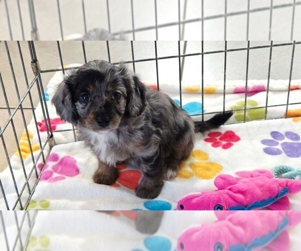 Medium Photo #6 Cavapoo (Miniature)-Poodle (Toy) Mix Puppy For Sale in ORO VALLEY, AZ, USA