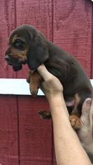 Bloodhound Puppy for sale in MARSHVILLE, NC, USA