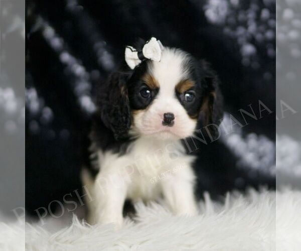 Medium Photo #70 Cavalier King Charles Spaniel Puppy For Sale in WARSAW, IN, USA