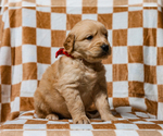 Small #2 Golden Retriever