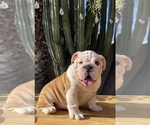 Small Photo #2 English Bulldog Puppy For Sale in TEMPE, AZ, USA