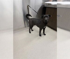 Labrador Retriever-Unknown Mix Dogs for adoption in Fairbanks, AK, USA