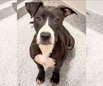 Small #1 American Pit Bull Terrier Mix
