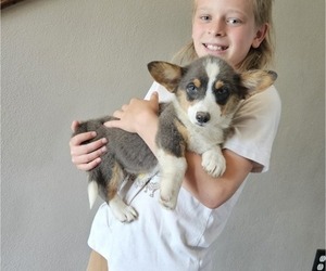 Pembroke Welsh Corgi Puppy for sale in MILTON, WI, USA