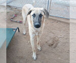 Corky- ** WONDERFUL PAL! - Male Mutt Dog for Adoption - Photo #5