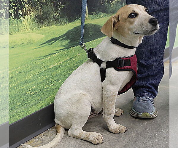 Medium Photo #6 Feist Terrier-Unknown Mix Puppy For Sale in Decatur, GA, USA