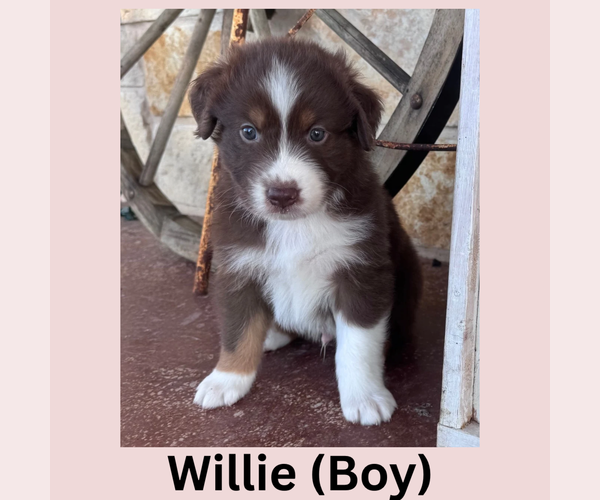 Medium Photo #1 Australian Shepherd Puppy For Sale in JUSTIN, TX, USA