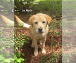 Small #1 Retriever  Mix