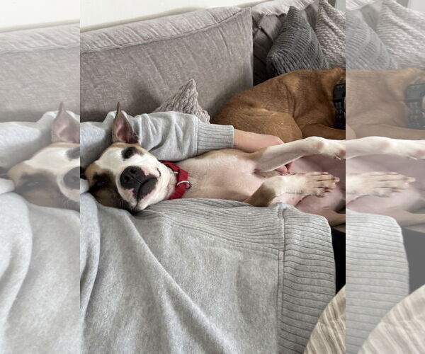 Medium Photo #6 Chihuahua-Unknown Mix Puppy For Sale in Doylestown, PA, USA