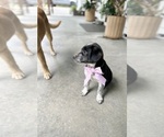 Small #2 Australian Shepherd-Saint Bernard Mix