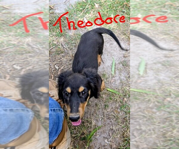 Medium Photo #2 Dachshund Puppy For Sale in HALF WAY, MO, USA