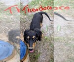 Small #1 Dachshund