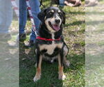 Small #2 Labrador Retriever Mix