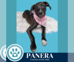 Small #3 Labrador Retriever Mix