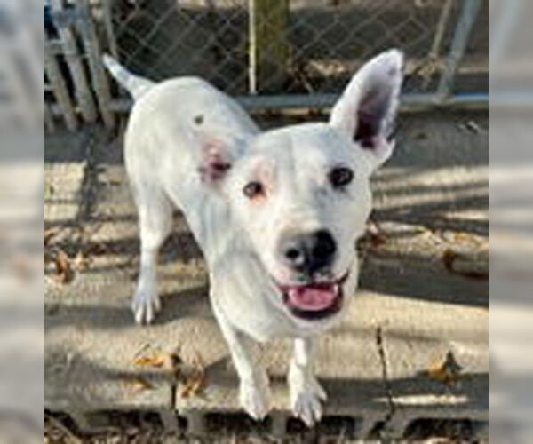 Medium Photo #3 Mutt Puppy For Sale in McCormick, SC, USA