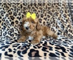 Small #2 Cockapoo (Miniature)