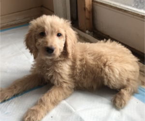 Goldendoodle Puppy for sale in GARDEN GROVE, CA, USA