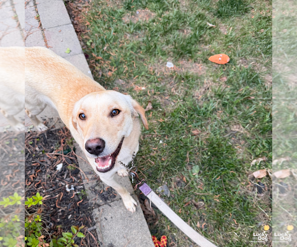 Medium Photo #6 Carolina Dog-Labrador Retriever Mix Puppy For Sale in Washington, DC, USA