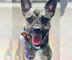 Small #1 Plott Hound Mix
