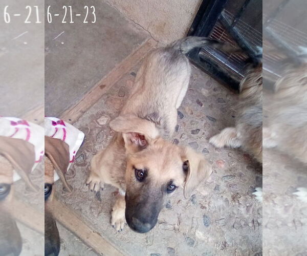 Medium Photo #15 Mutt Puppy For Sale in Apple Valley, CA, USA