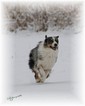 Small Photo #1 Australian Shepherd Puppy For Sale in HERRIMAN, UT, USA