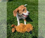 Small #3 Beagle