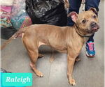 Small #1 American Pit Bull Terrier-Staffordshire Bull Terrier Mix