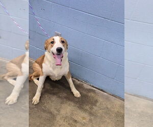 Border Saint Dog for Adoption in Evansville, Indiana USA