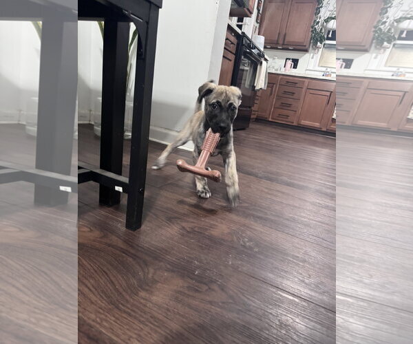 Medium Photo #10 German Shepherd Dog-Unknown Mix Puppy For Sale in Columbus, IN, USA