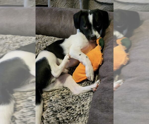 Medium Photo #3 Schweenie Puppy For Sale in Clarkston, MI, USA
