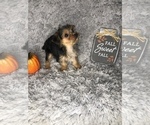 Small Photo #6 Yorkshire Terrier Puppy For Sale in INDIANAPOLIS, IN, USA