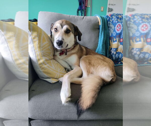 Medium Photo #2 Mutt Puppy For Sale in Boston, MA, USA