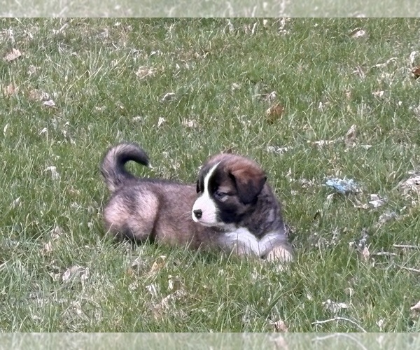 Medium Photo #14 Alaskan Husky-Saint Bernard Mix Puppy For Sale in OLIVET, MI, USA