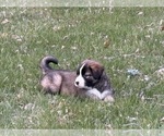 Small #13 Alaskan Husky-Saint Bernard Mix