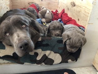 Mother of the Newfoundland puppies born on 12/04/2018