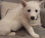 Small Photo #3 German Shepherd Dog-Siberian Husky Mix Puppy For Sale in SAINT MARYS, KS, USA