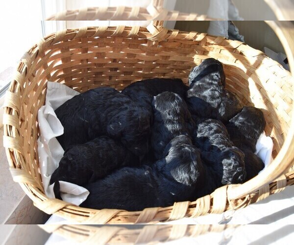 Medium Photo #3 Goldendoodle Puppy For Sale in SPIRO, OK, USA
