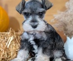 Small #11 Schnauzer (Miniature)