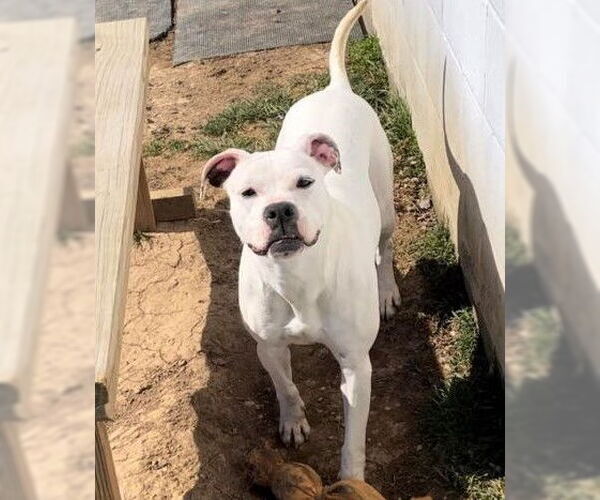 Medium Photo #6 Boxer-Unknown Mix Puppy For Sale in Sistersville, WV, USA