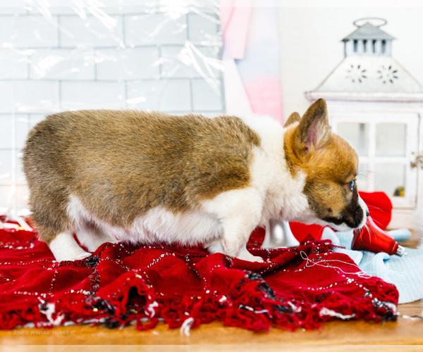 Medium Photo #21 Cardigan Welsh Corgi Puppy For Sale in WAKARUSA, IN, USA