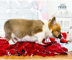 Small Photo #21 Cardigan Welsh Corgi Puppy For Sale in WAKARUSA, IN, USA