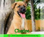 Small #5 Chow Chow Mix