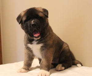 Akita Puppy for Sale in SEVILLE, Ohio USA