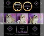 Small Photo #75 Maltipoo (Toy) Puppy For Sale in WARSAW, IN, USA