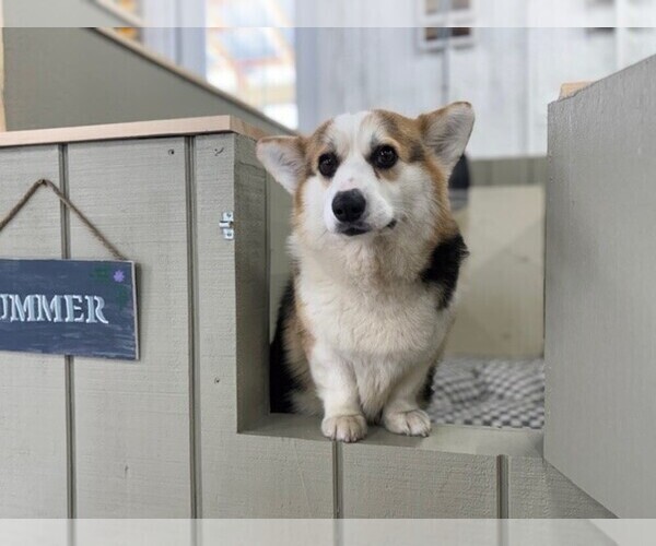 Medium Photo #1 Pembroke Welsh Corgi Puppy For Sale in COBLESKILL, NY, USA