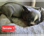 Small #2 Faux Frenchbo Bulldog