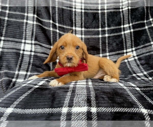 Medium Photo #1 Beagle-Labradoodle Mix Puppy For Sale in LAKELAND, FL, USA