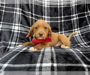 Beagle-Labradoodle Mix Puppy for sale in LAKELAND, FL, USA