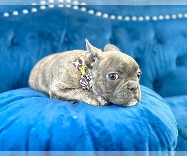 Medium Photo #3 French Bulldog Puppy For Sale in BAKERSFIELD, CA, USA
