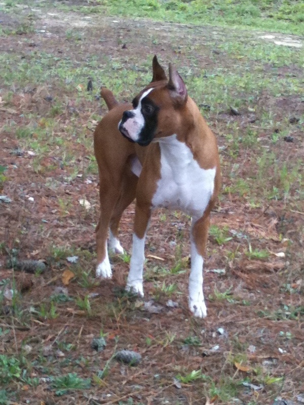 Medium Photo #15 Boxer Puppy For Sale in GRAYSON, GA, USA